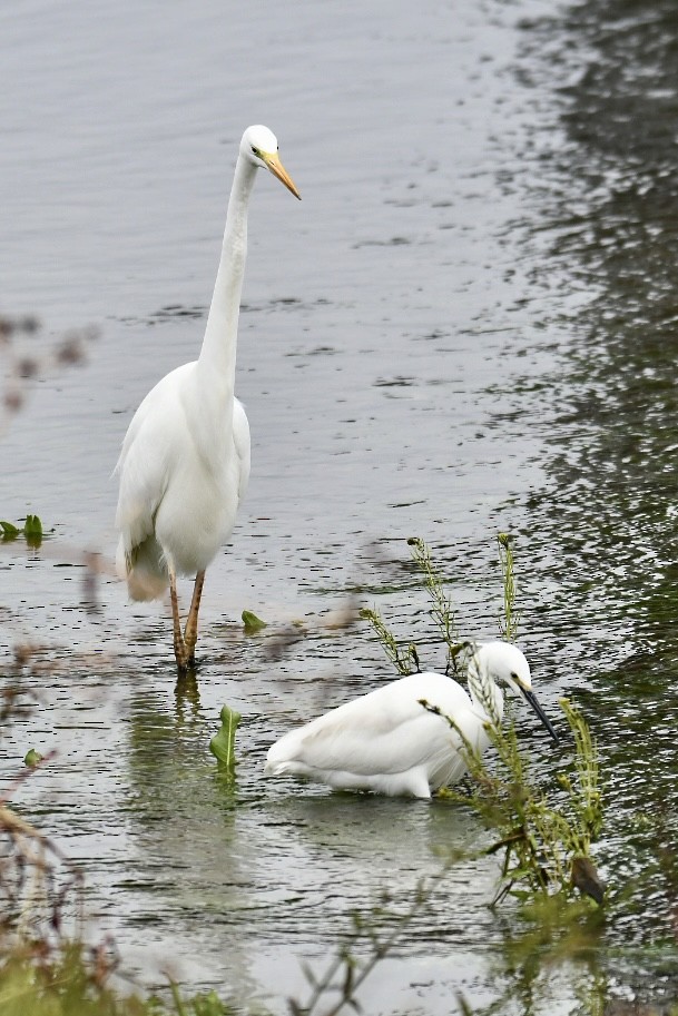 Great Egret - Russell Waugh