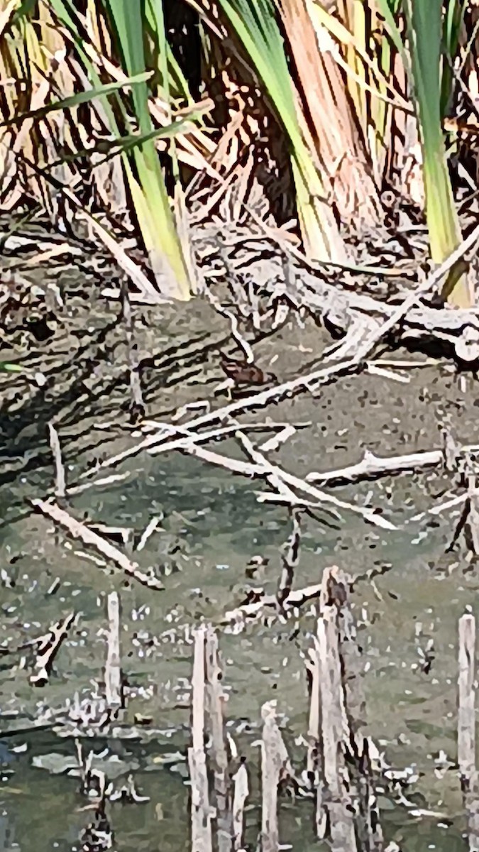 Baillon's Crake - ML615771609