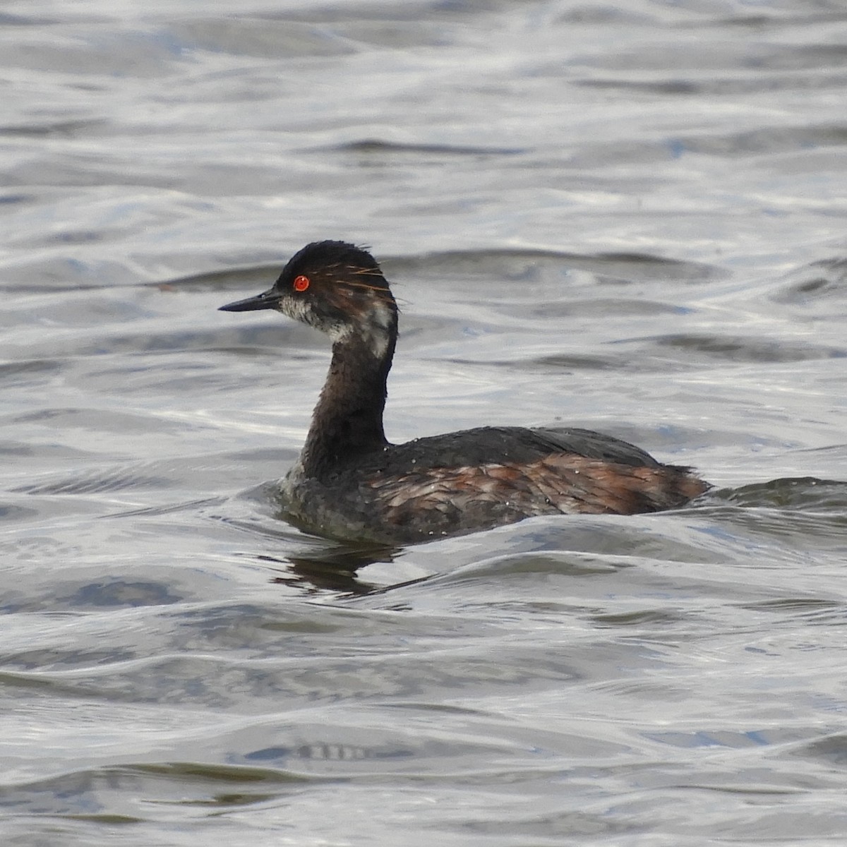 Eared Grebe - ML615771621