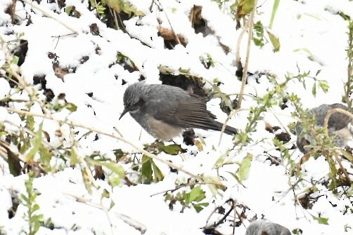 Bulbul à oreillons bruns - ML615771624