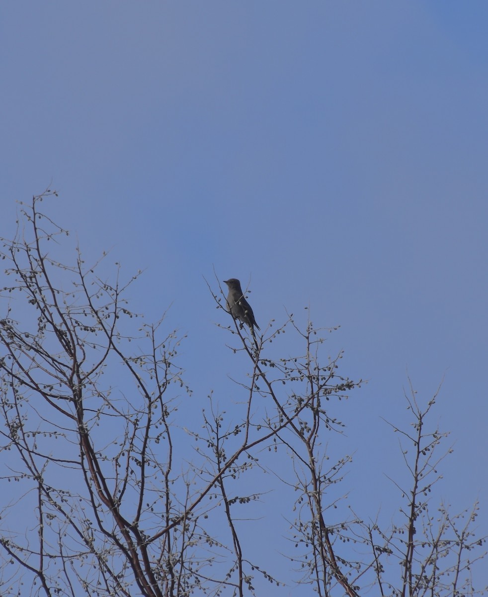 Townsend's Solitaire - ML615771672