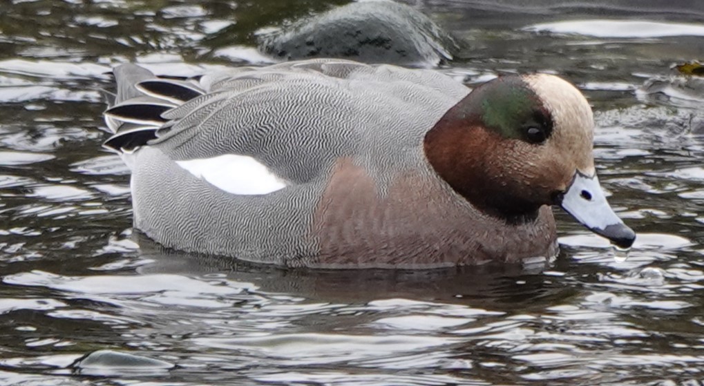 Eurasian x American Wigeon (hybrid) - ML615771673