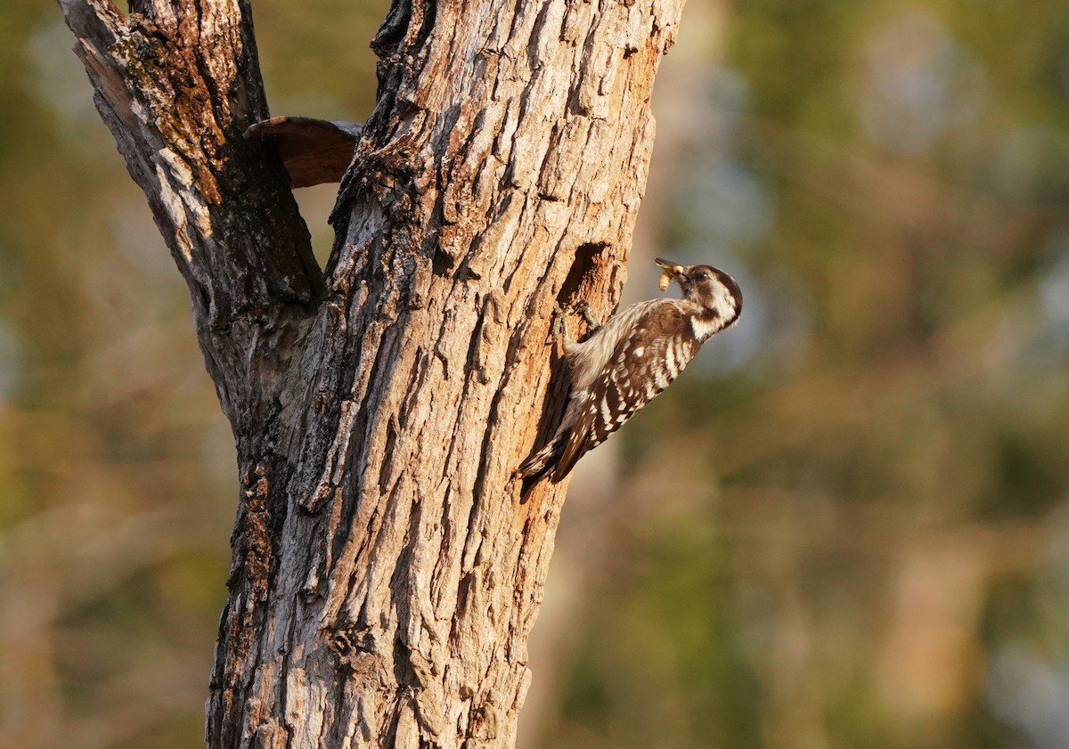 Gray-capped Pygmy Woodpecker - Prasit Wongprom