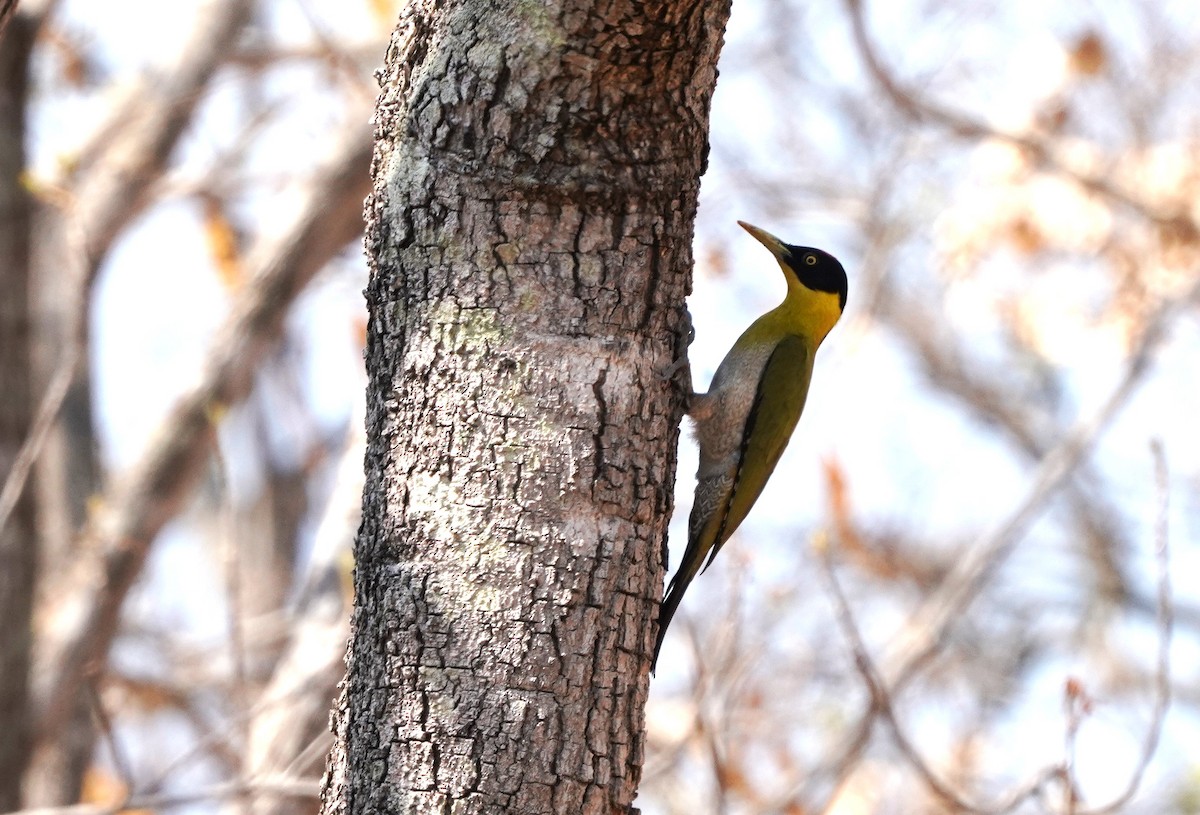 Black-headed Woodpecker - Prasit Wongprom