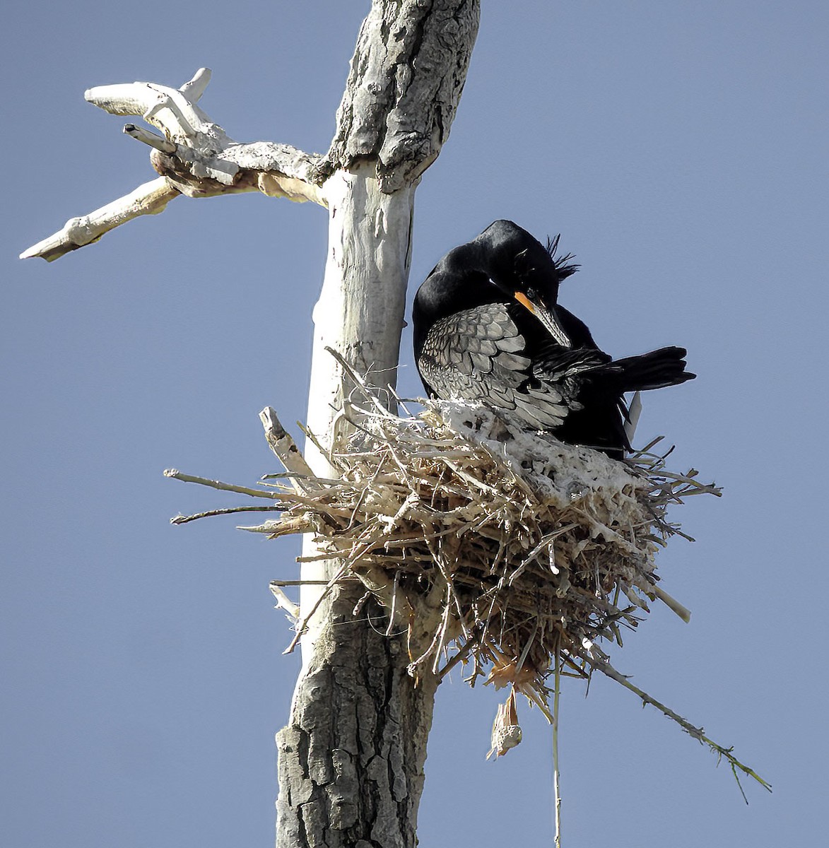 Double-crested Cormorant - Van Truan