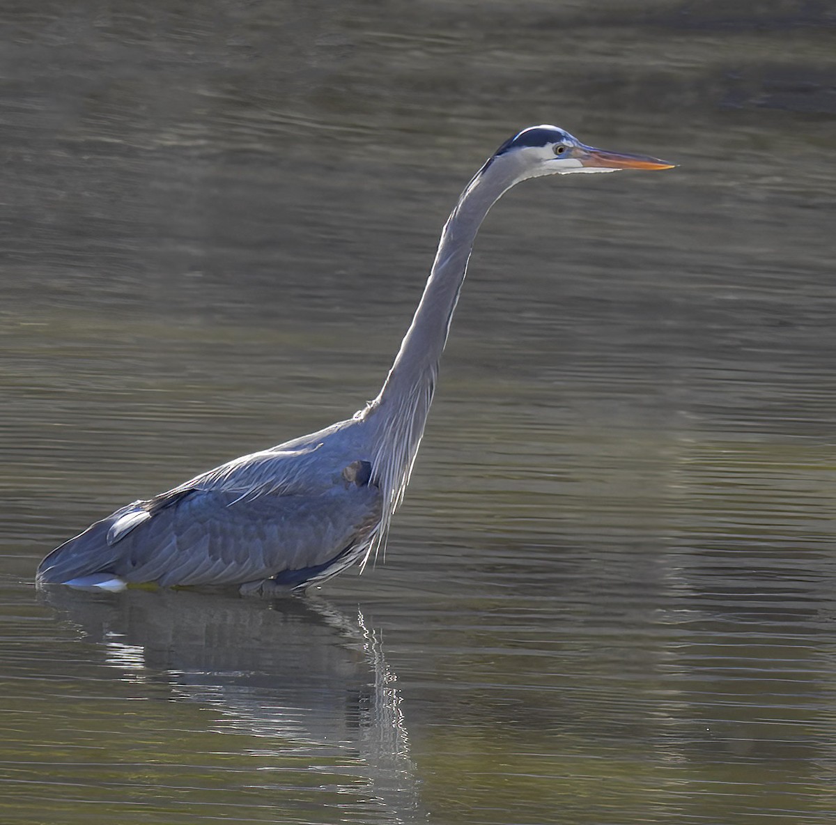 Garza Azulada - ML615771727