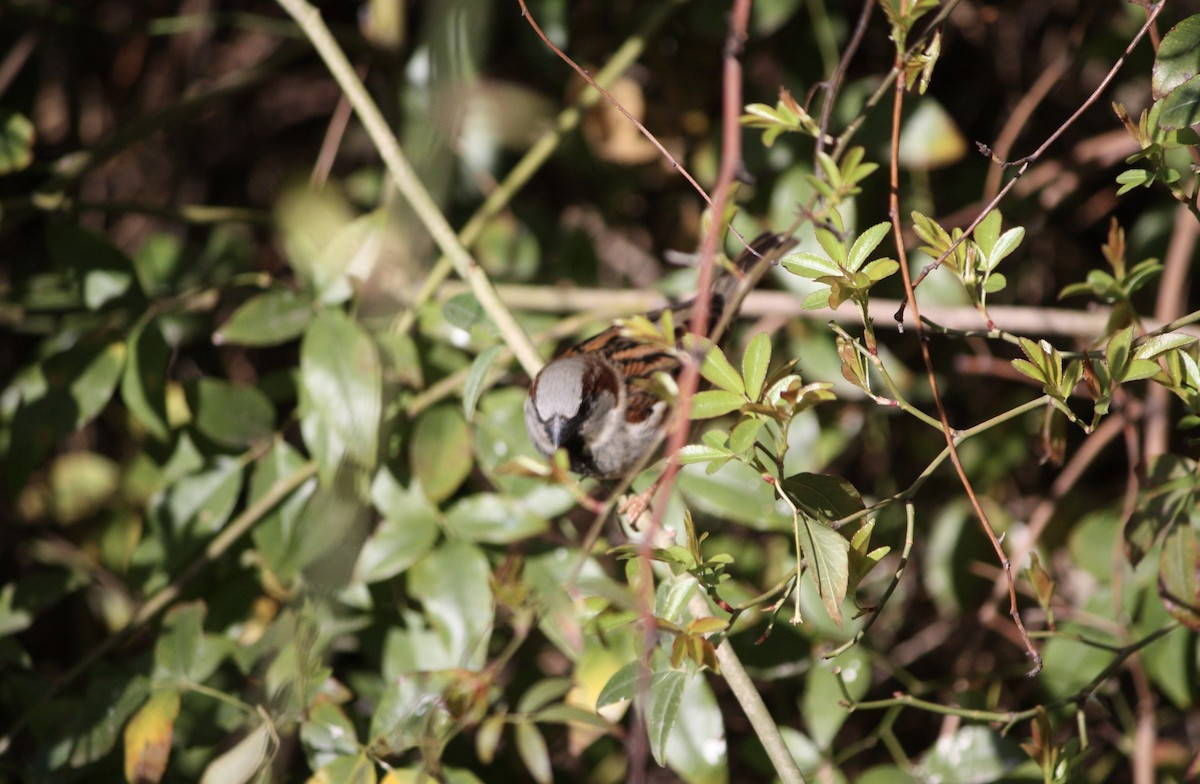 House Sparrow - ML615771728