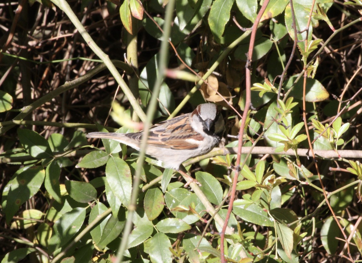 House Sparrow - ML615771729