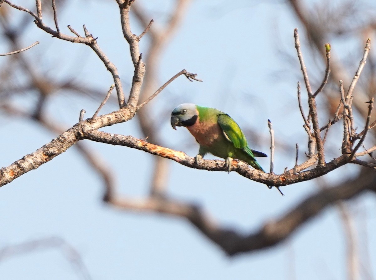 Red-breasted Parakeet - Prasit Wongprom