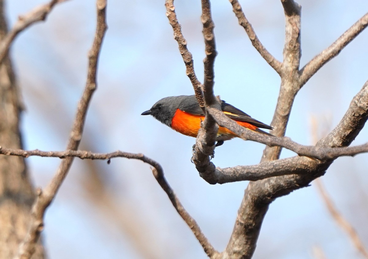 Small Minivet - Prasit Wongprom