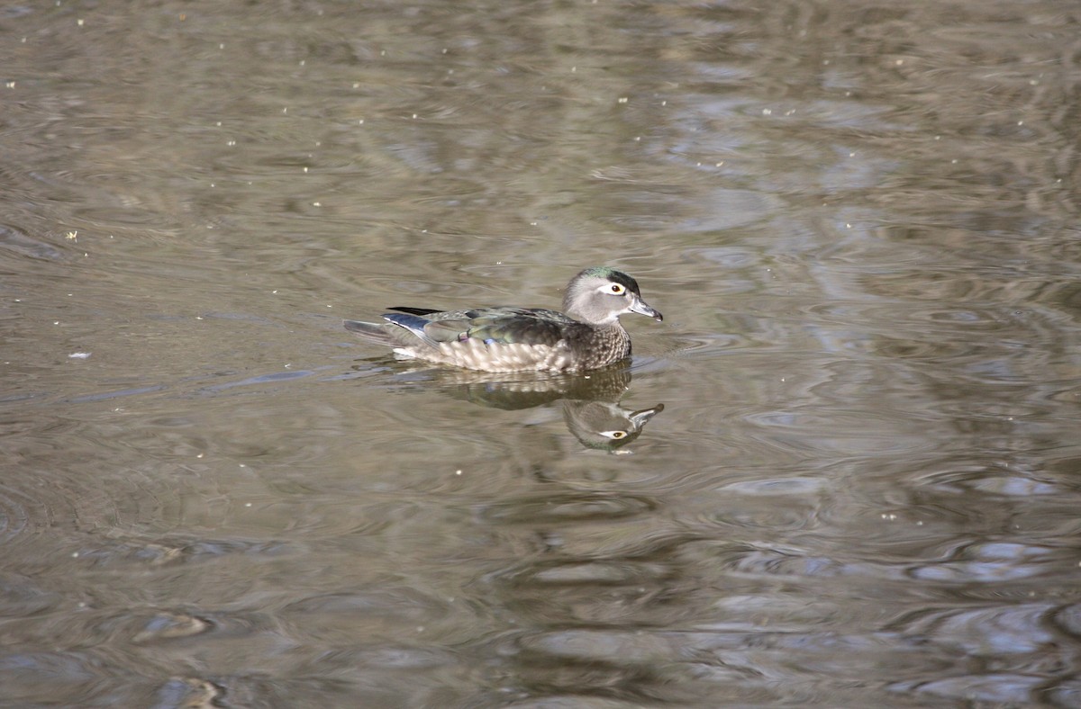 Wood Duck - ML615771748