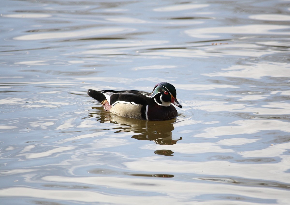 Wood Duck - ML615771755