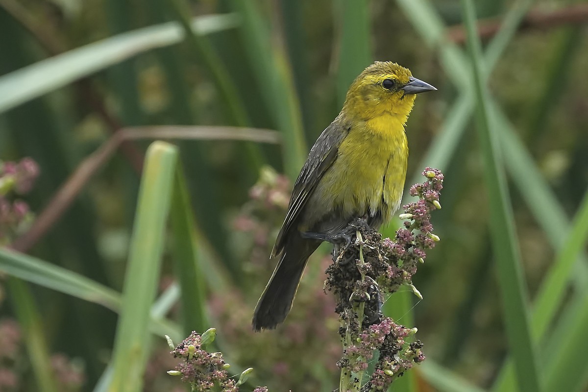 Yellow-hooded Blackbird - ML615771759