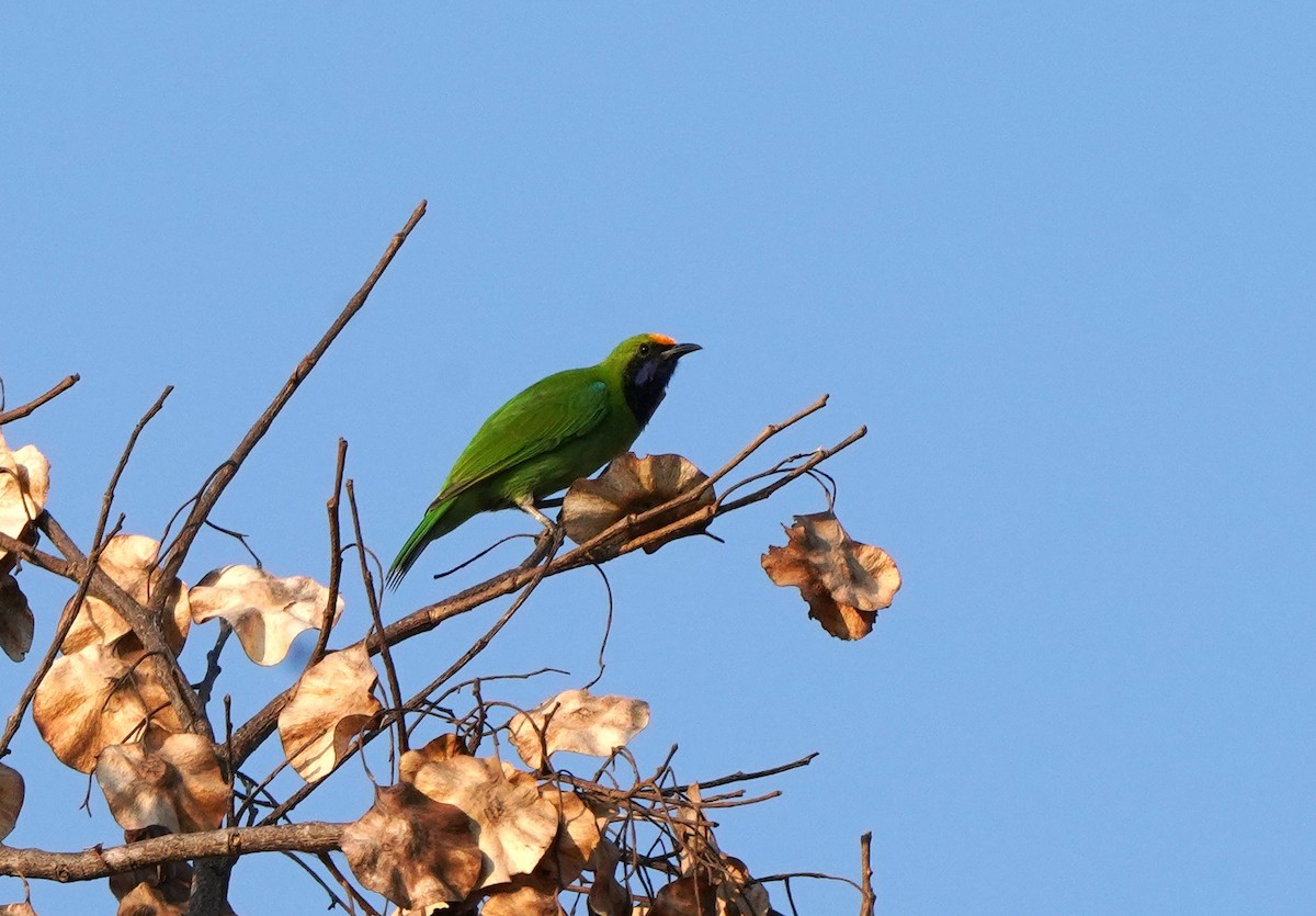 Golden-fronted Leafbird - Prasit Wongprom