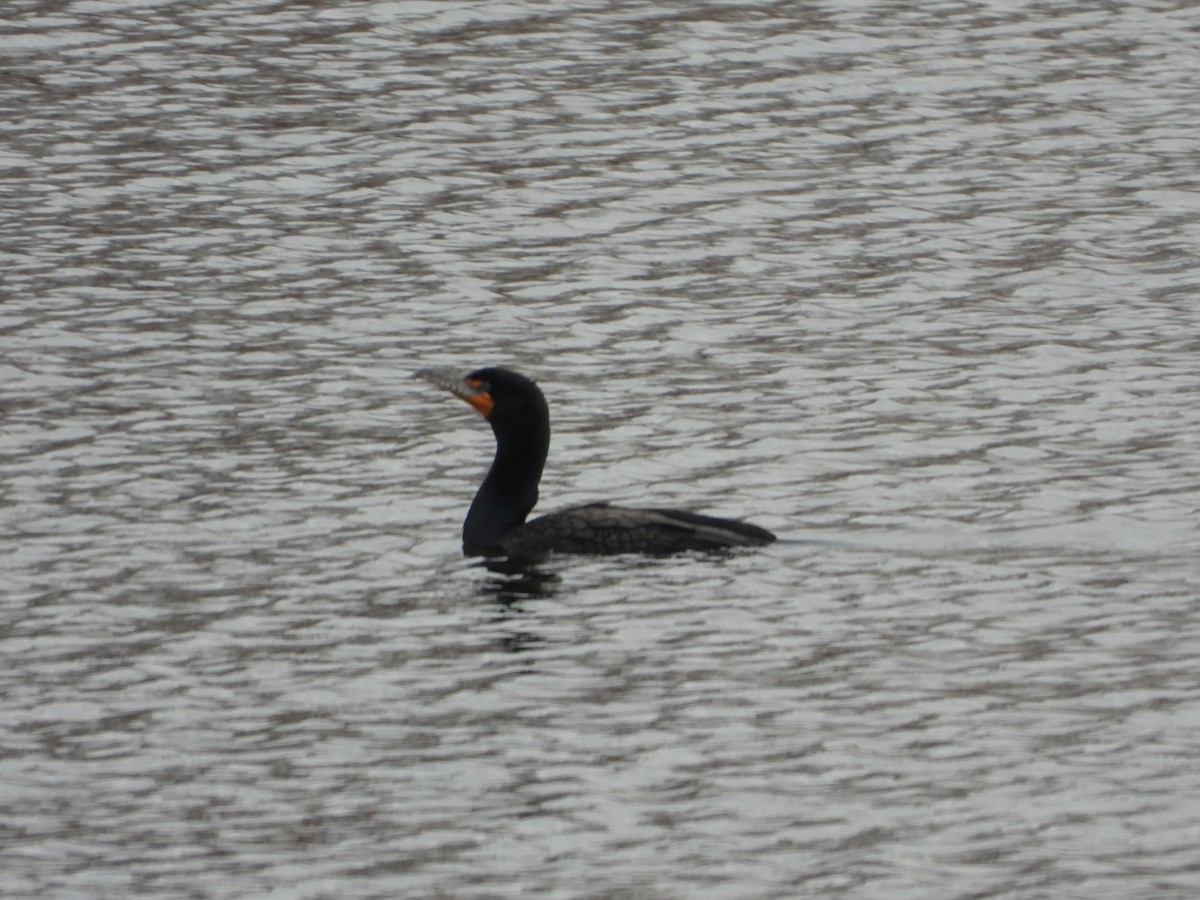 Double-crested Cormorant - ML615771836