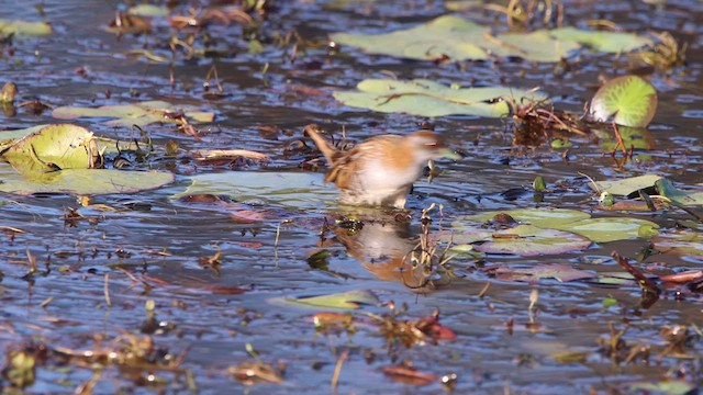 Baillon's Crake (Australasian) - ML615771838