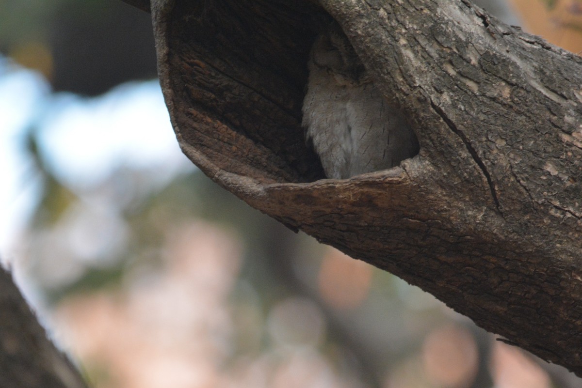 Indian Scops-Owl - ML615771840