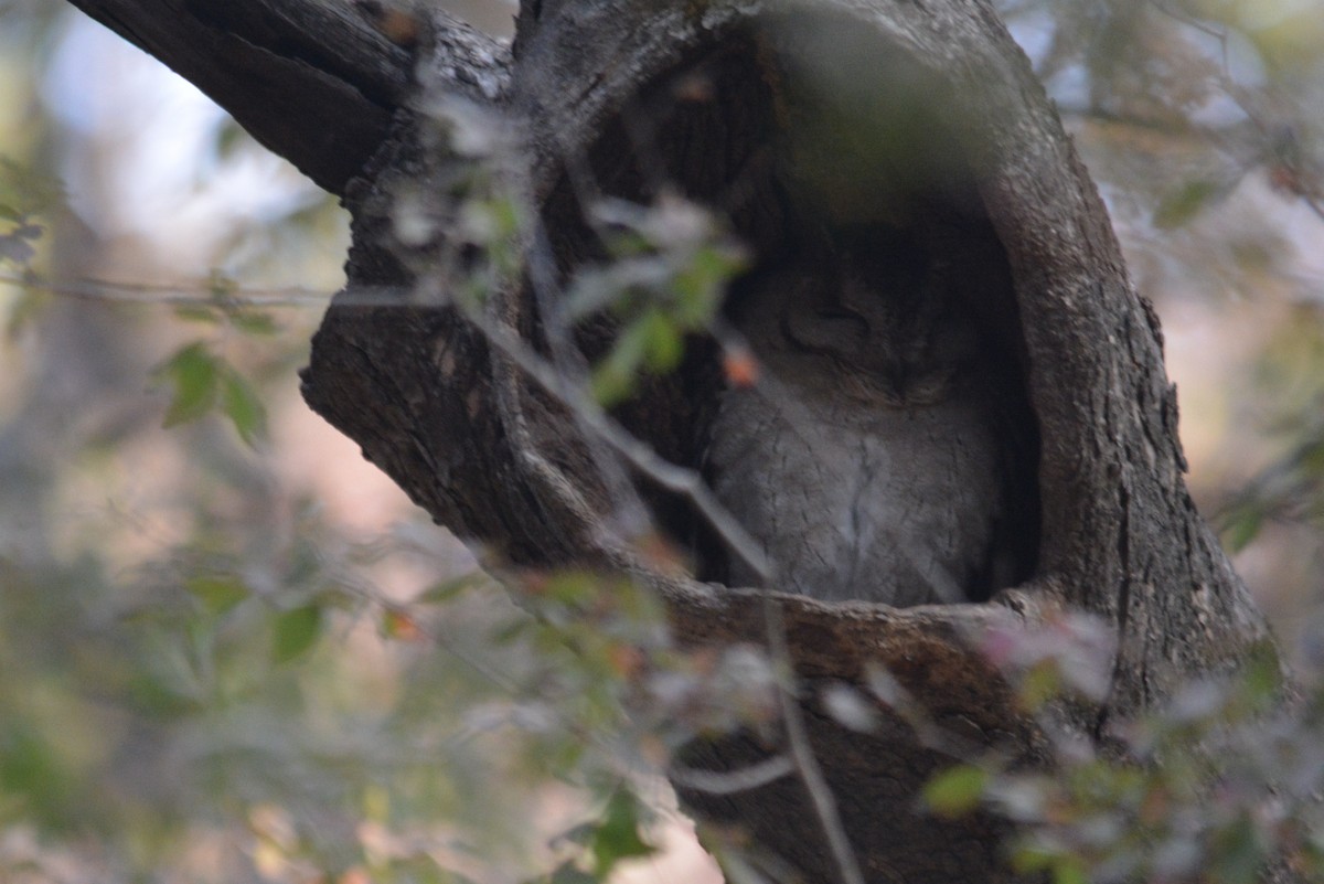 Indian Scops-Owl - ML615771841