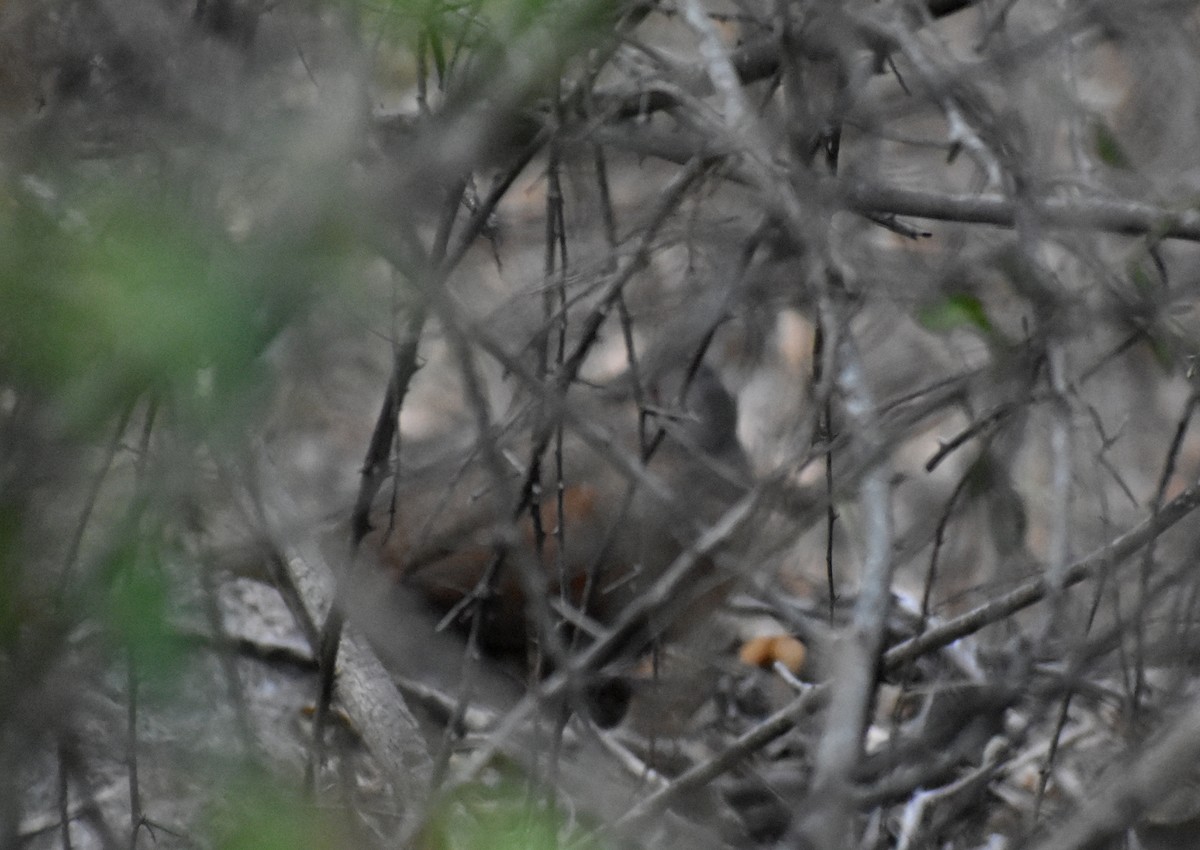 Red Spurfowl - ML615771845