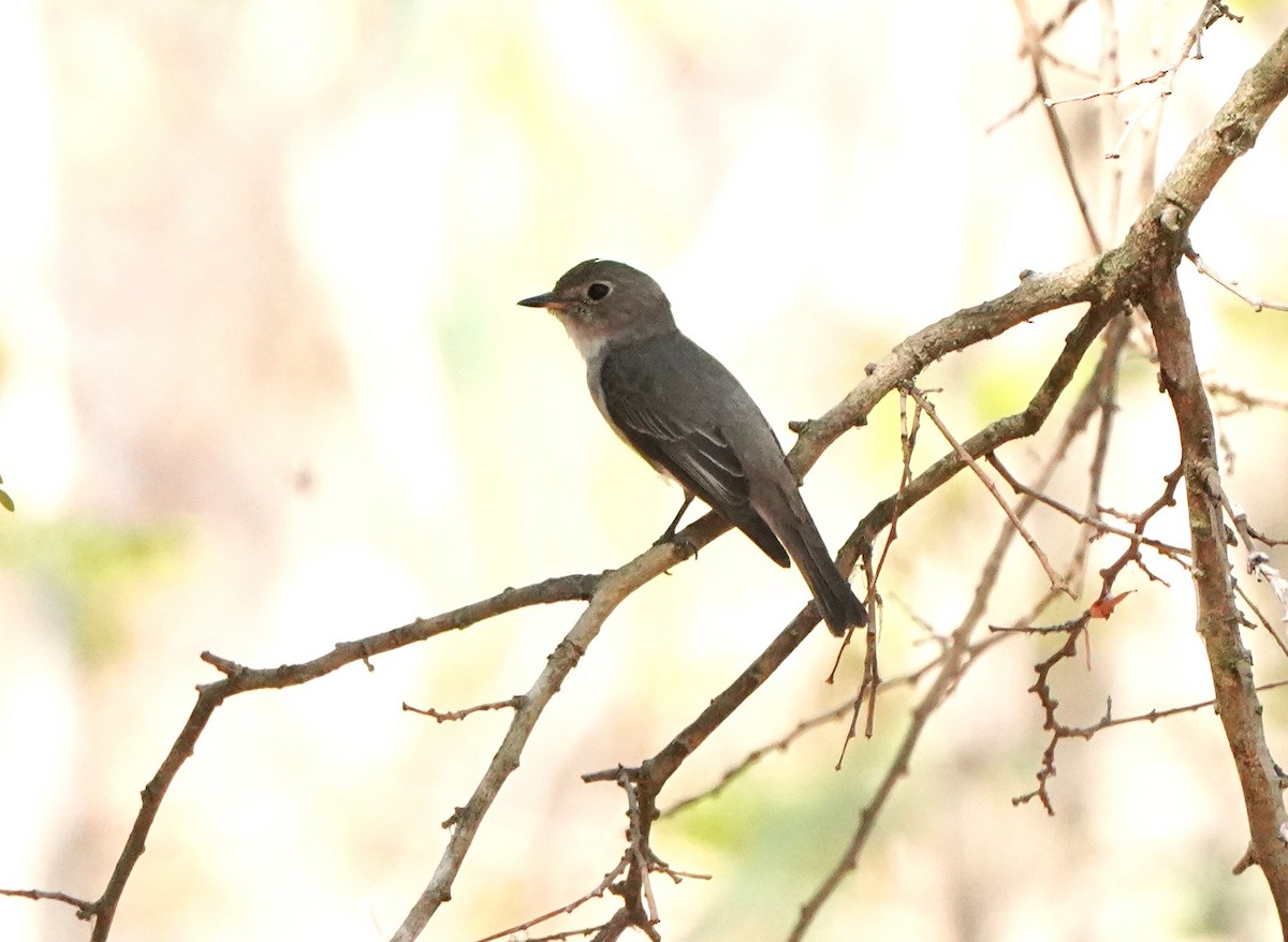 Asian Brown Flycatcher - ML615771849