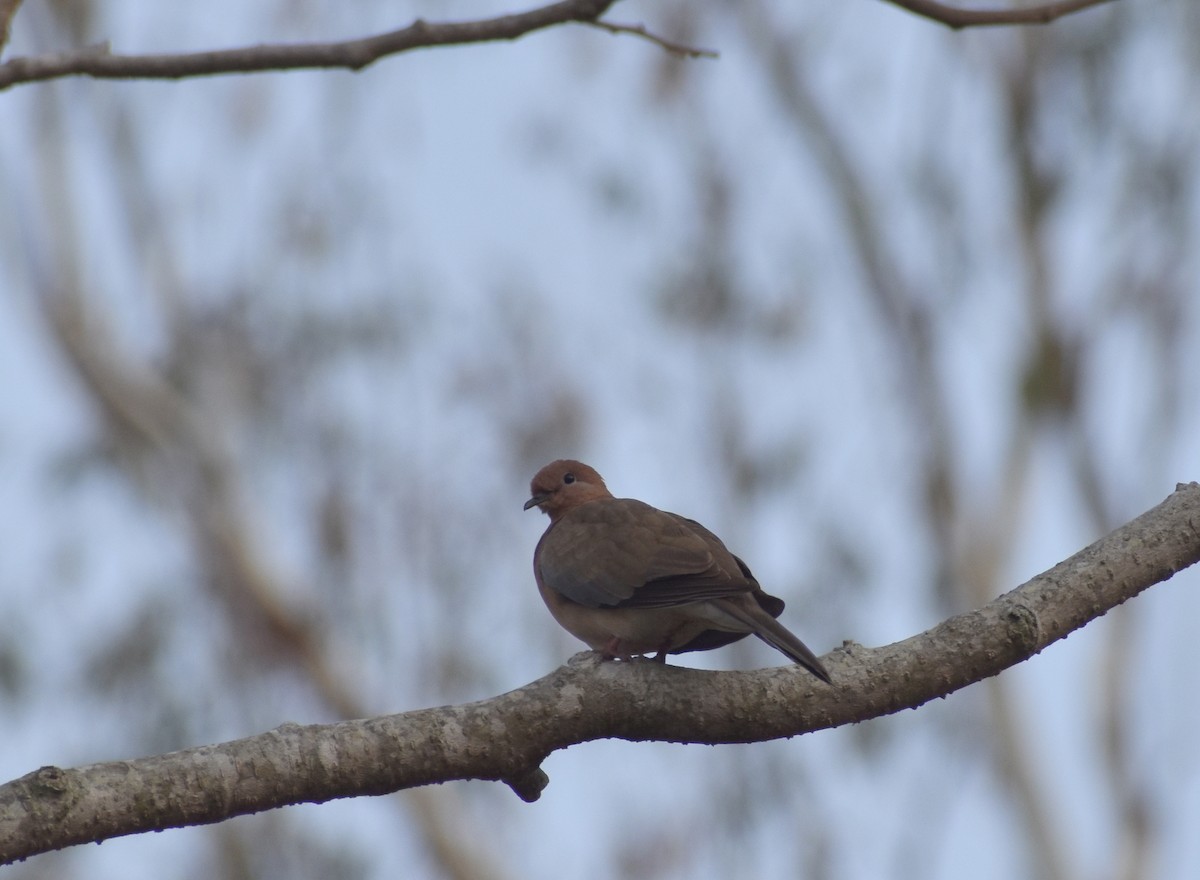 Laughing Dove - ML615771851