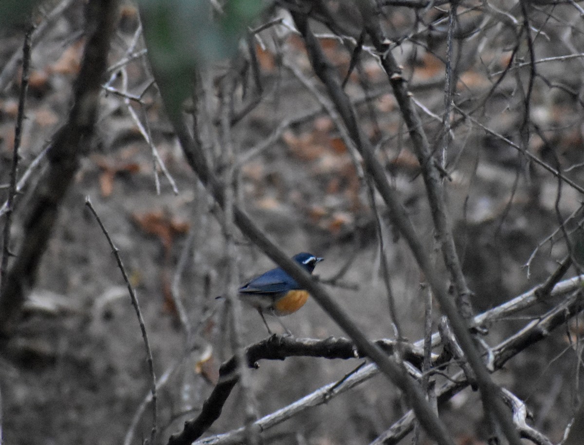 Indian Blue Robin - Anonymous