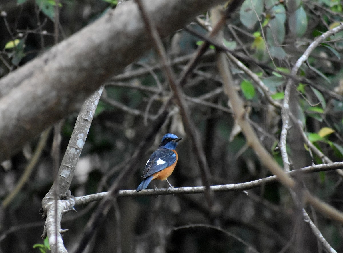 Blue-capped Rock-Thrush - ML615771874