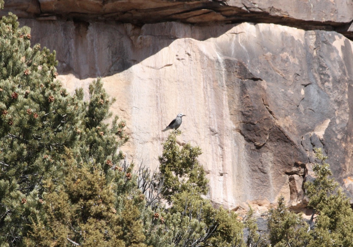 Clark's Nutcracker - ML615771890