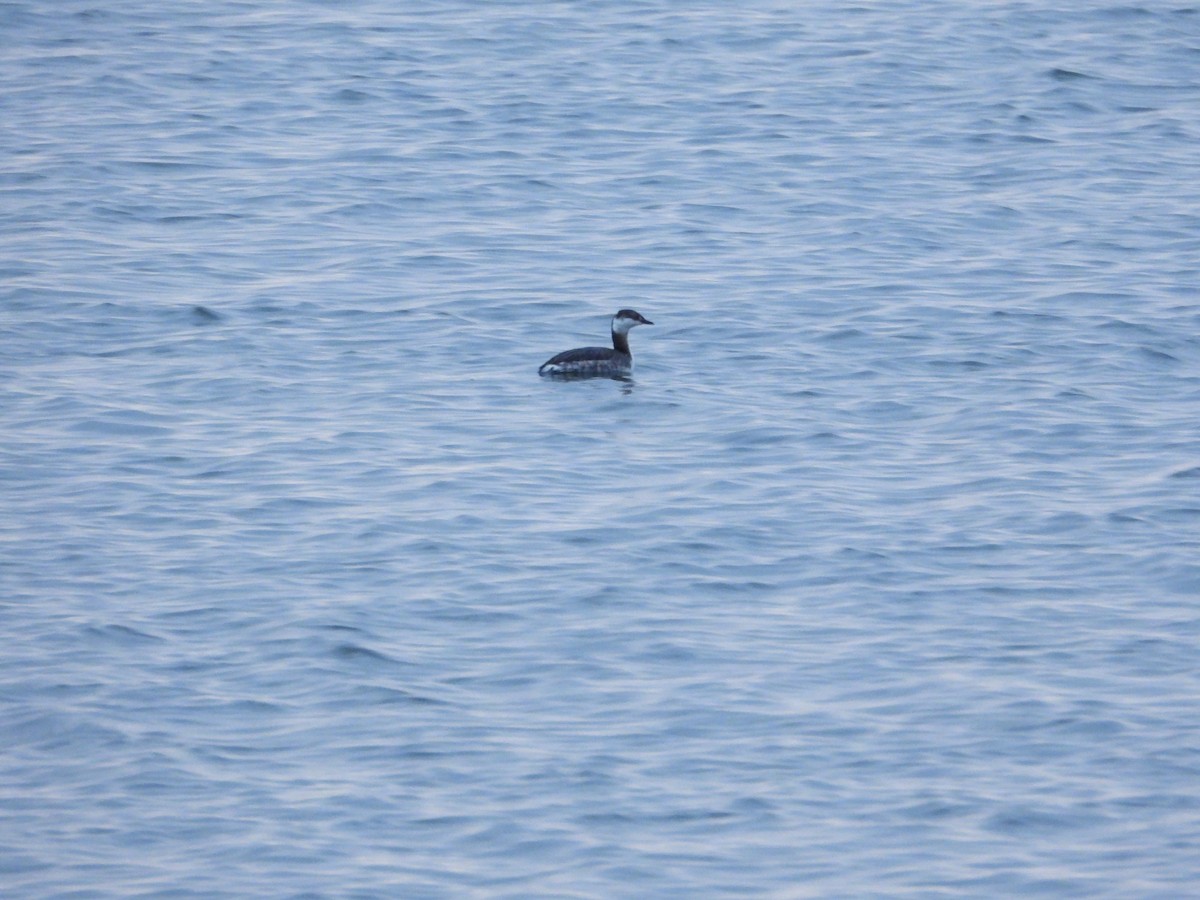 Horned Grebe - ML615771946