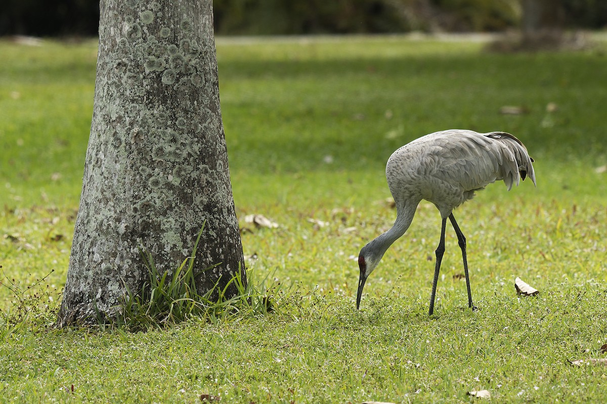 Sandhill Crane - ML615771953