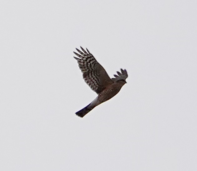 Sharp-shinned Hawk - ML615772013