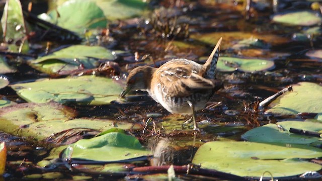 Baillon's Crake (Australasian) - ML615772068