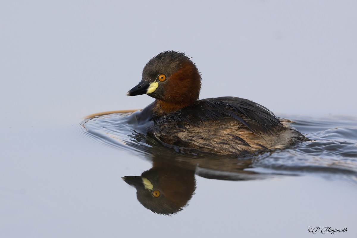 Little Grebe - ML615772127
