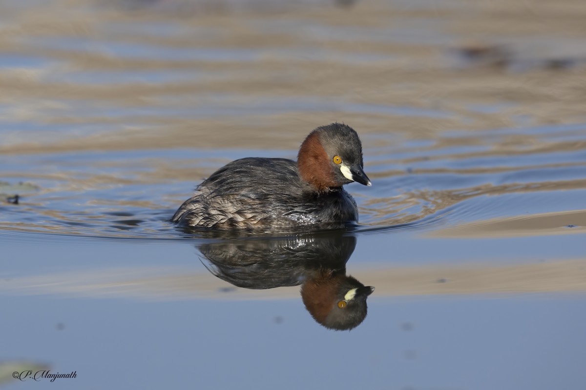 Little Grebe - ML615772128