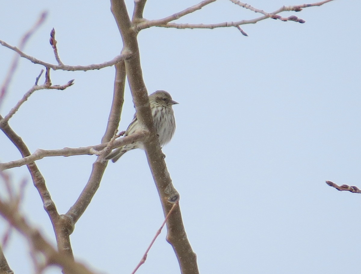 Pine Siskin - ML615772140