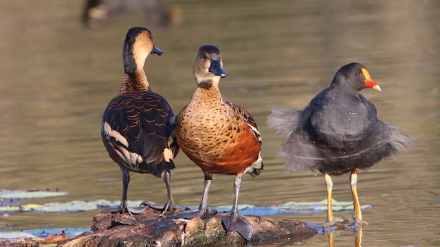 Dendrocygne à lunules - ML615772163