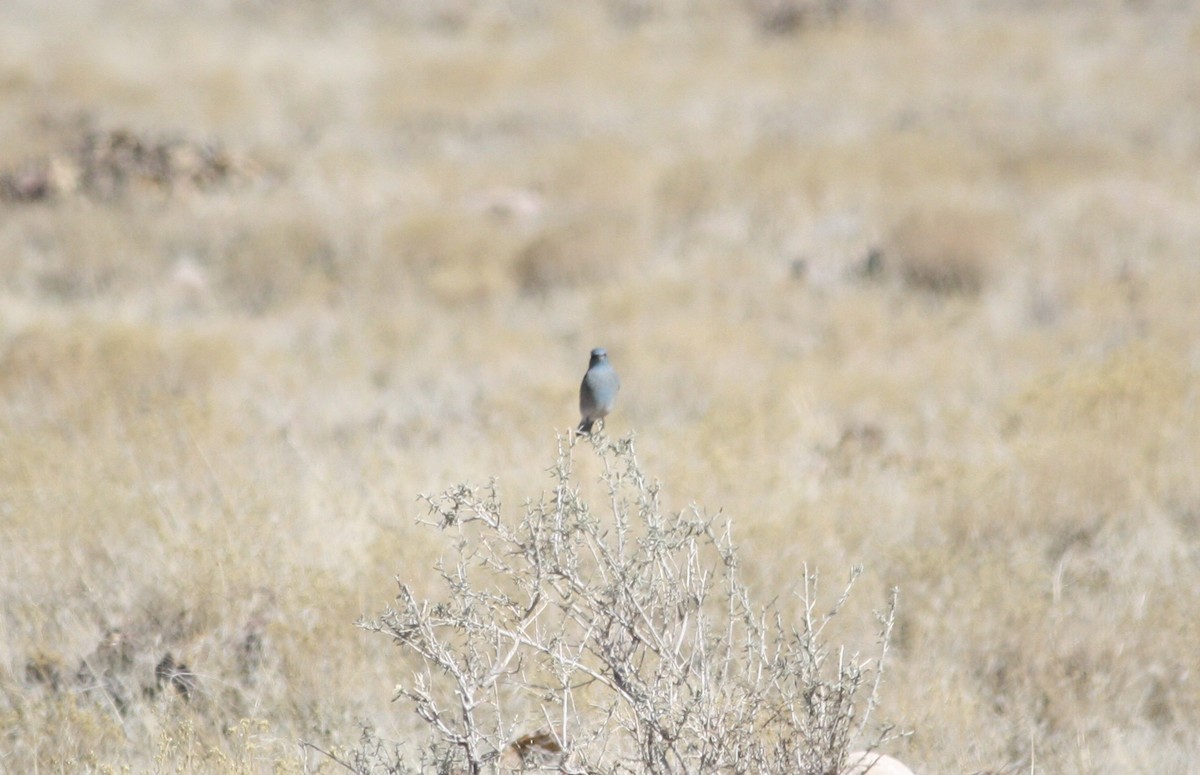 Mountain Bluebird - ML615772201