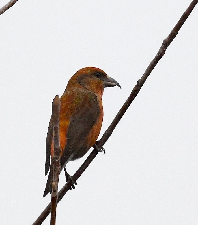 Red Crossbill - Win Ahrens