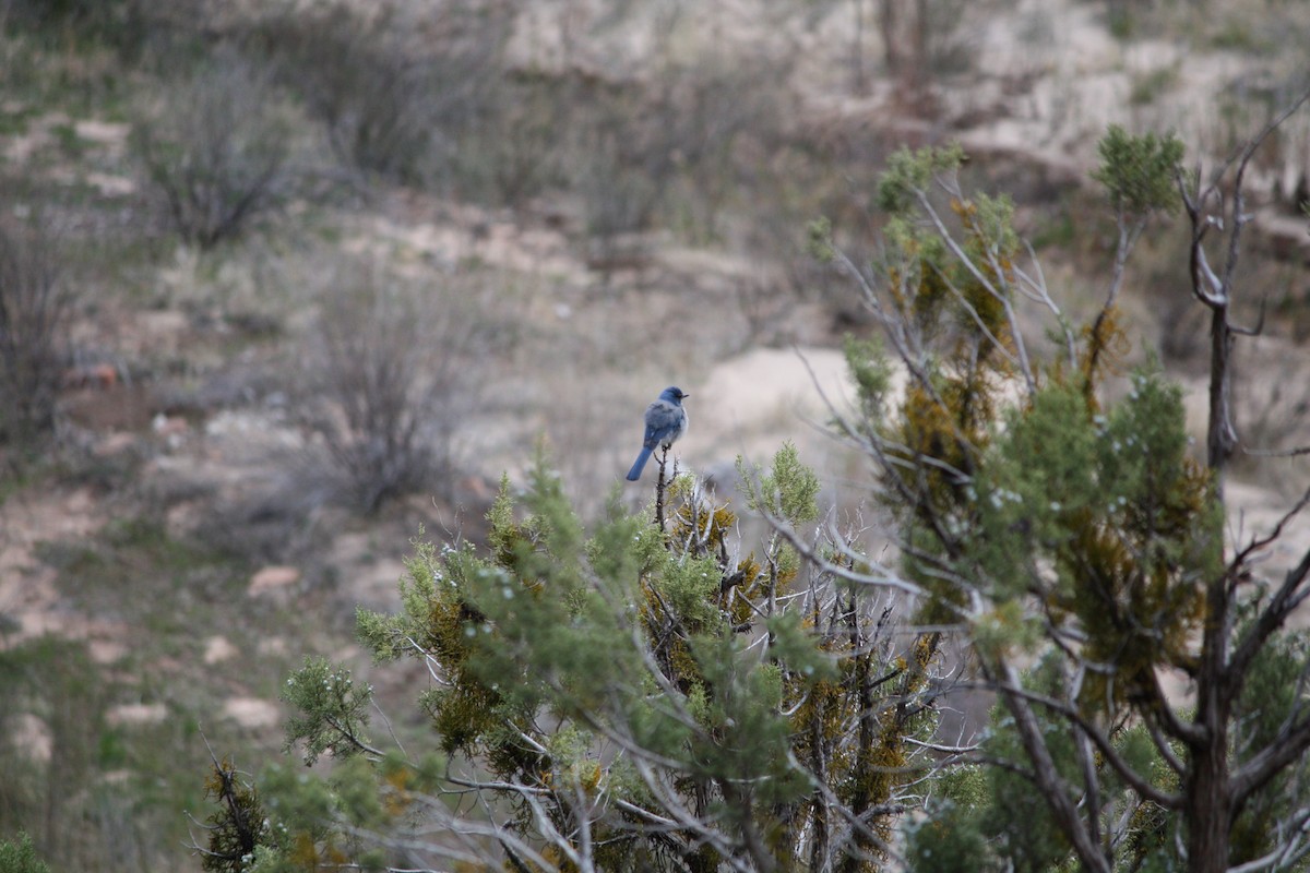 Woodhouse's Scrub-Jay (Woodhouse's) - ML615772255