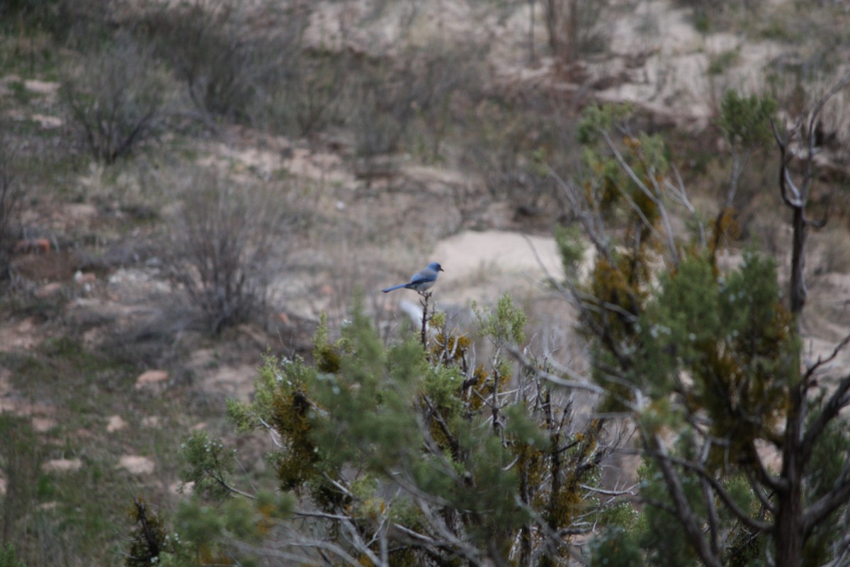 Woodhouse's Scrub-Jay (Woodhouse's) - ML615772256