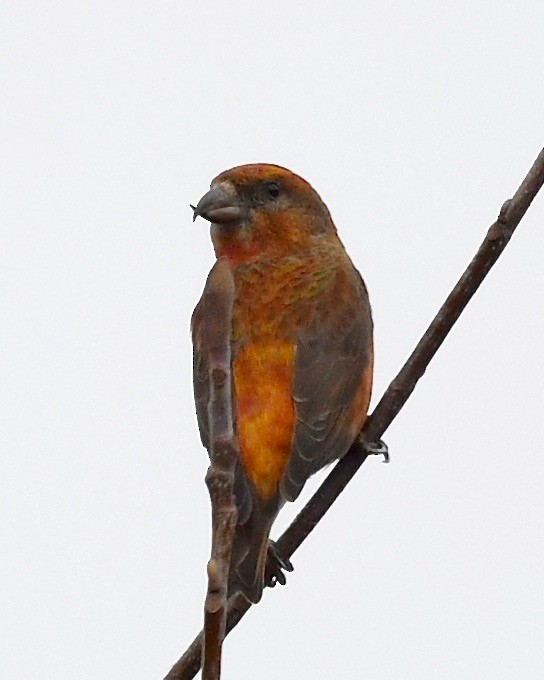 Red Crossbill - ML615772262