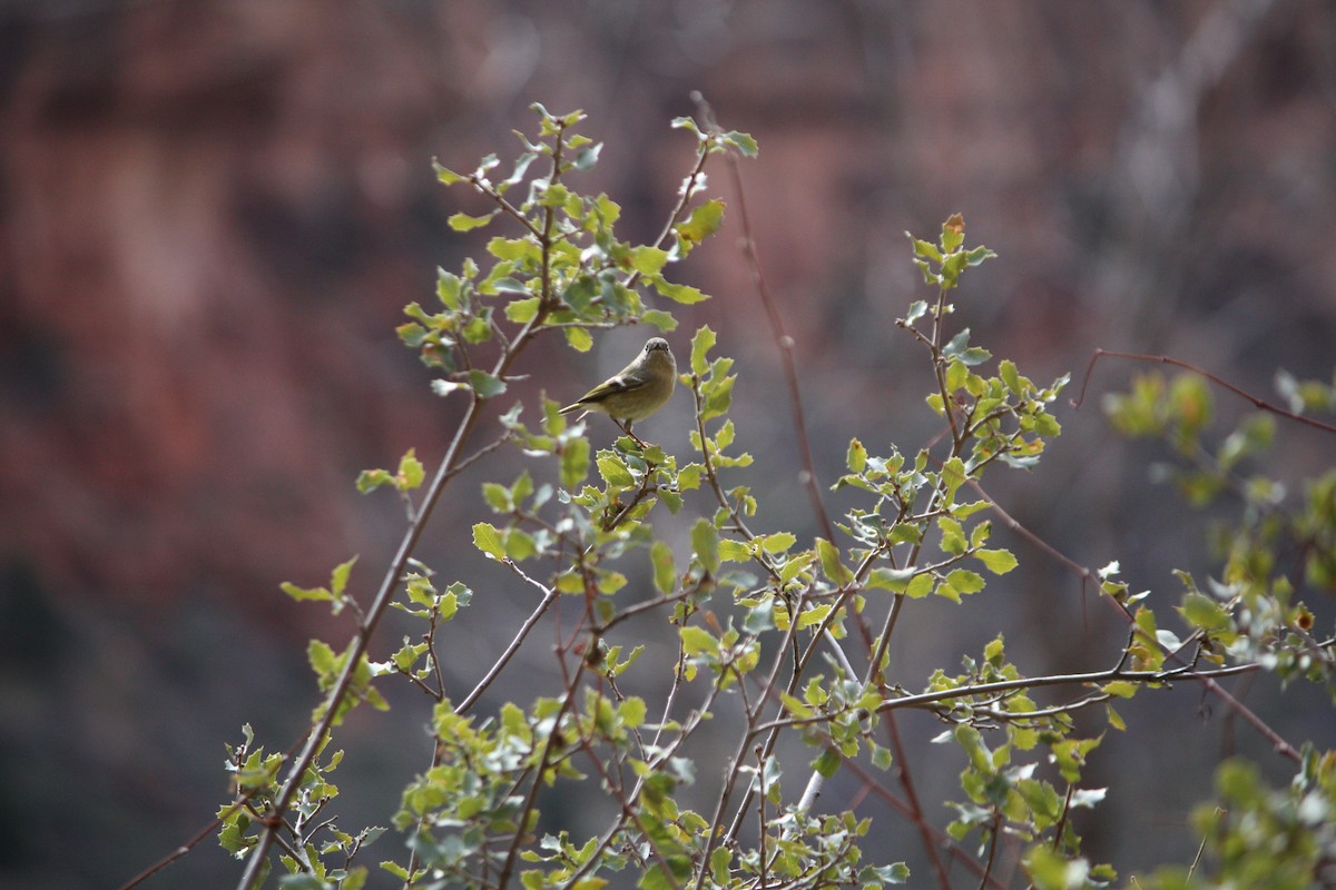 Ruby-crowned Kinglet - ML615772265