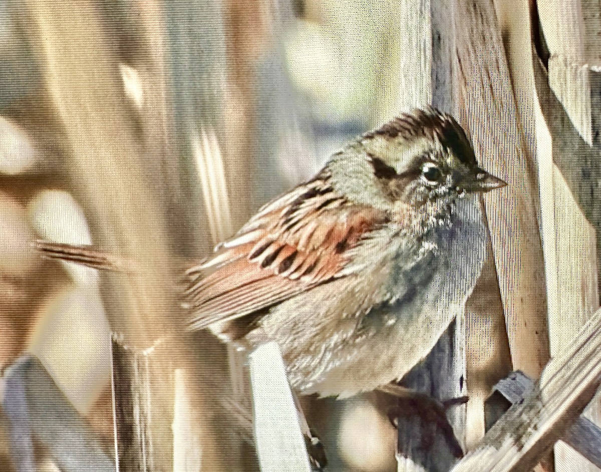 Swamp Sparrow - ML615772274