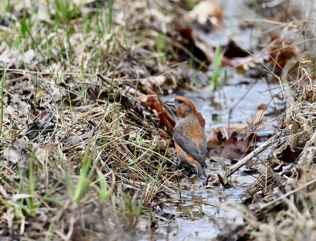 Red Crossbill - Win Ahrens