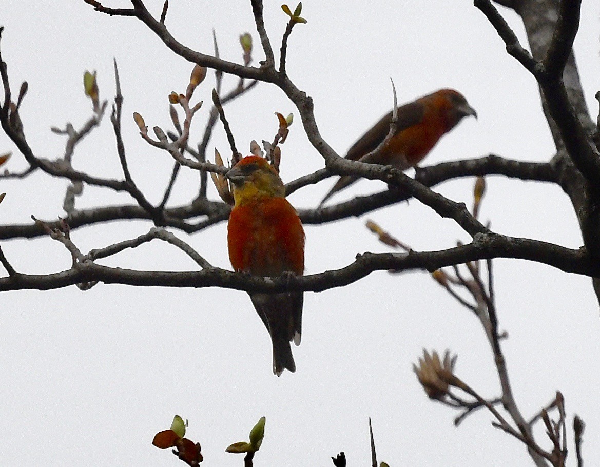 Red Crossbill - Win Ahrens