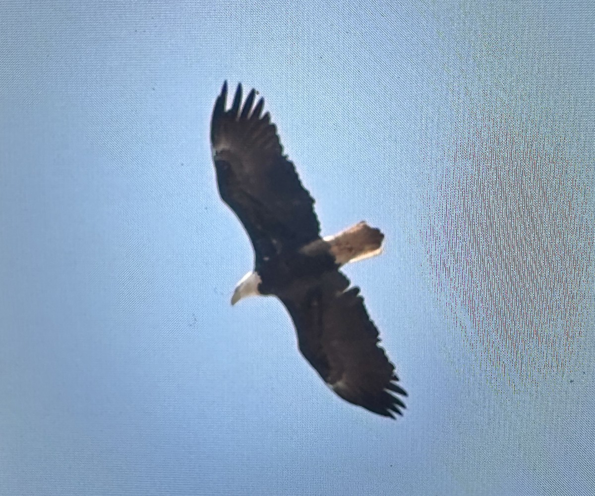 Pygargue à tête blanche - ML615772383