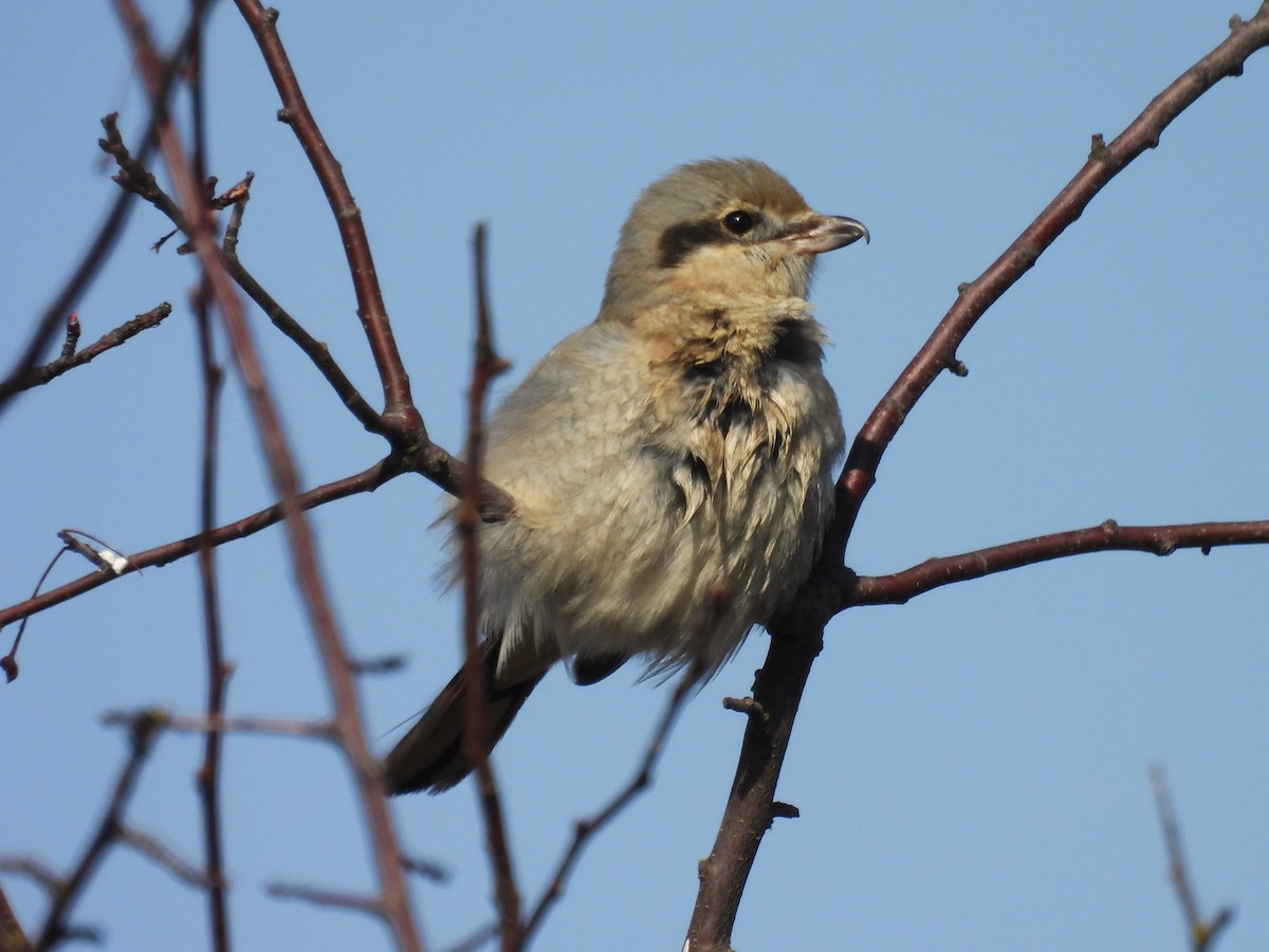 Northern Shrike - ML615772385
