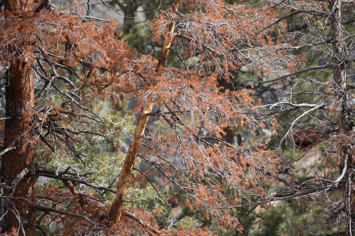 Hairy Woodpecker (Rocky Mts.) - ML615772387