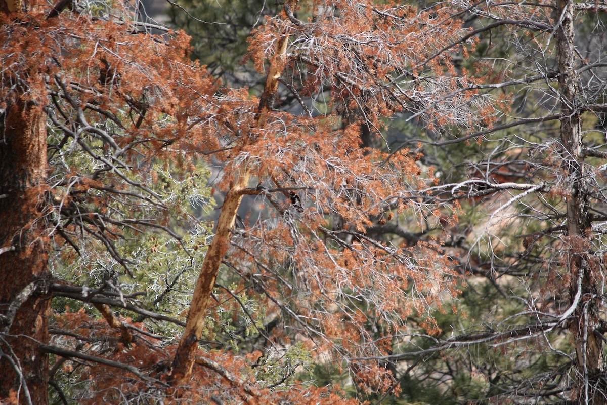 Hairy Woodpecker (Rocky Mts.) - ML615772388