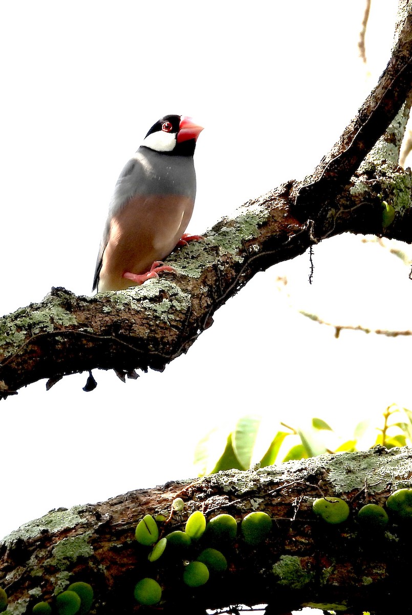 Java Sparrow - ML615772401